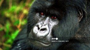 Más de 200 especies en el mundo están amenazadas por los conflictos armados