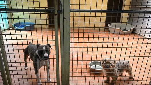 Francia prohíbe venta de perros y gatos en tiendas de animales a partir de 2024