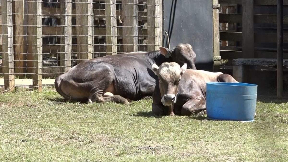 El MIDA desarrolla estrategias para frenar los embates de la sequía. El MIDA desarrolla estrategias para frenar los embates de la sequía.