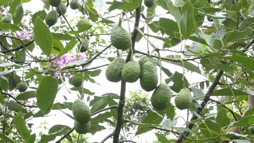 Productores de aguacate en Tierras Altas se reunieron con expertos en el rubro