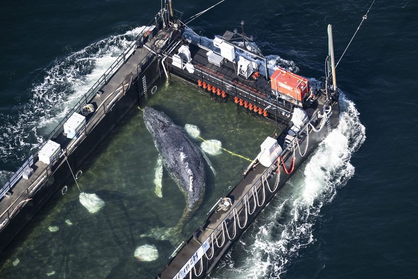 La ballena varada desde hace semanas en las costas alemanas fue liberada este sábado en aguas abiertas del mar del Norte