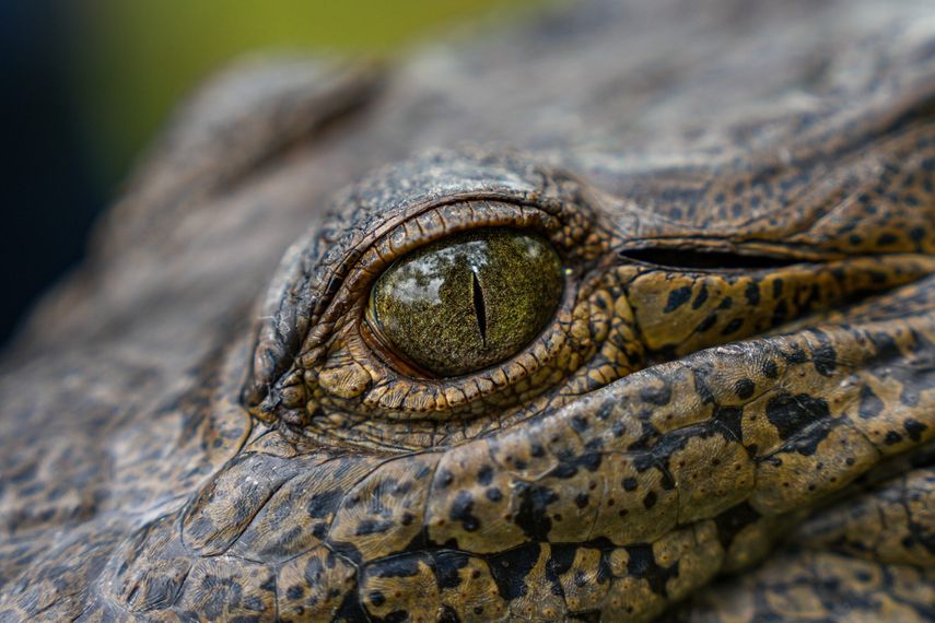 Panamá ya cuenta con un protocolo para el manejo de cocodrilos en áreas pobladas