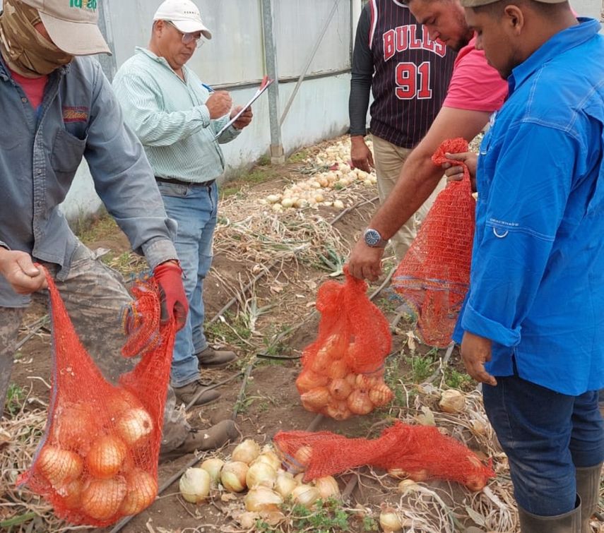 La cebolla es uno de los rubros estratégicos producidos en Tierras Altas