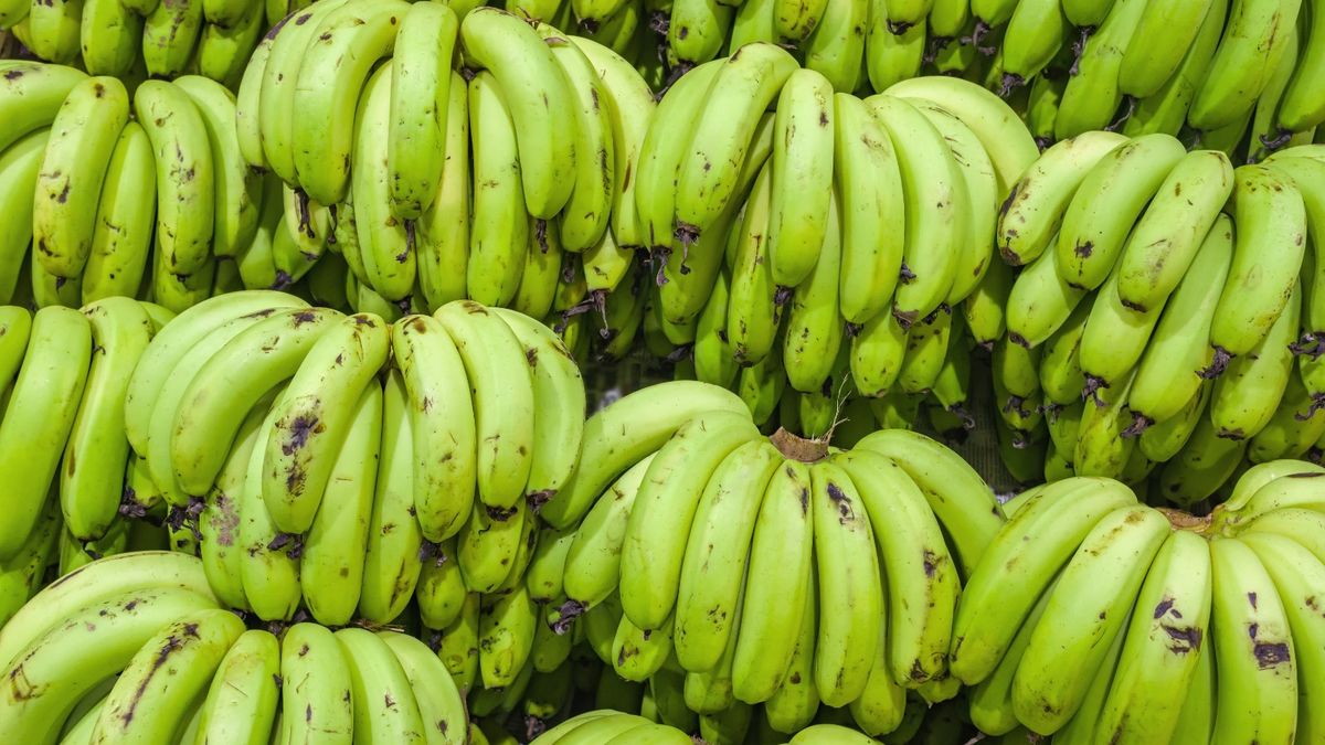 Plátano y ganado bovino lideran el comercio agropecuario en Panamá Plátano y ganado bovino lideran el comercio agropecuario en Panamá