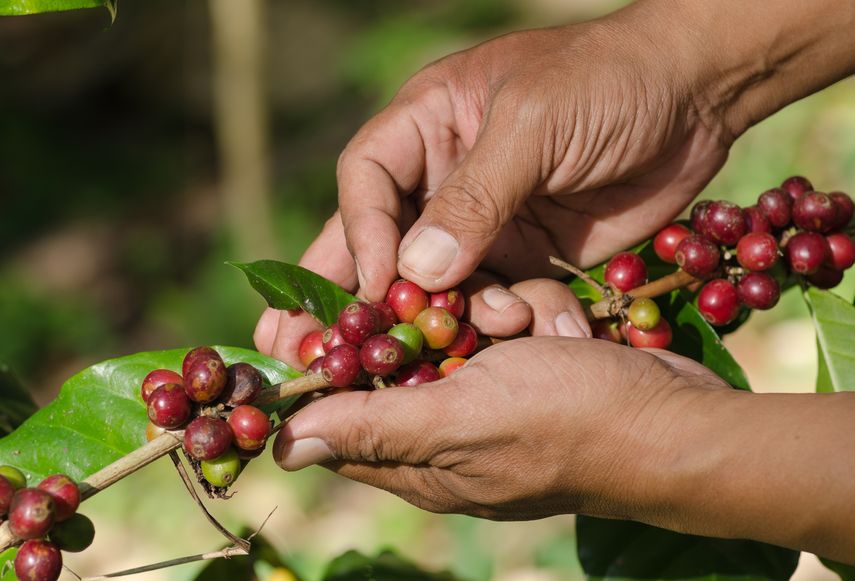 Best of Panama: Seleccionan 72 muestras de café
