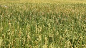 Del total sembrado, la provincia de Chiriquí registra el mayor porcentaje de siembra con un 23.8 % (18,291.9 hectáreas con 542 productores).