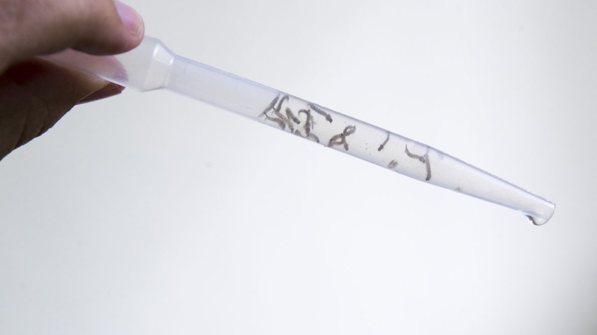 El Ministerio de Salud reportó una disminución de 2,056 casos de dengue y una baja en las hospitalizaciones hasta la semana 39.