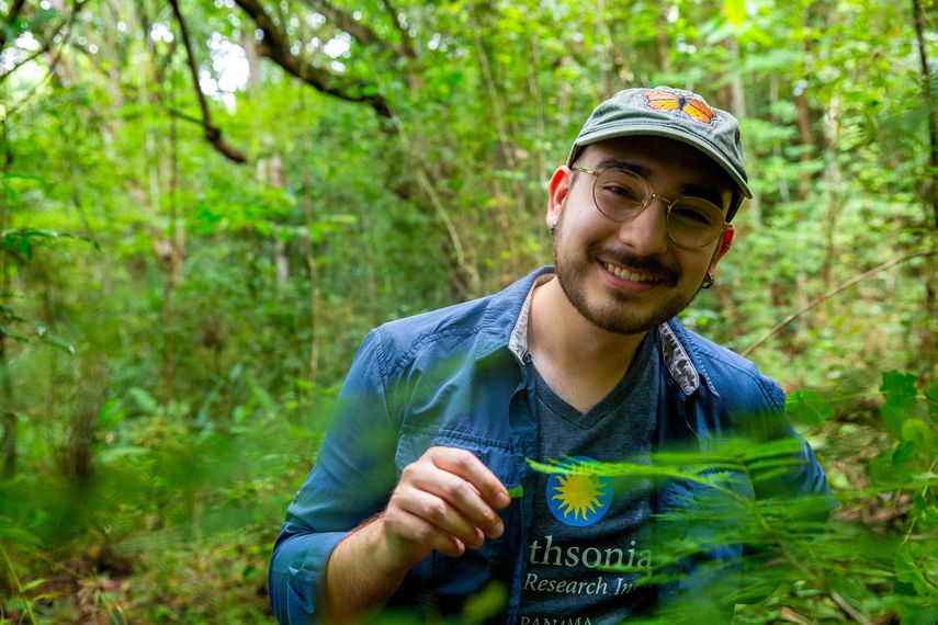 Una planta en Panamá recompensa a sus hormigas defensoras Una planta en Panamá recompensa a sus hormigas defensoras
