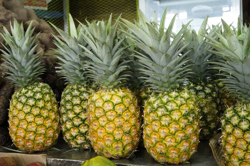 Panamá Oeste impulsa exportación de piña, palmito y orquídeas hacia mercados internacionales. Panamá Oeste impulsa exportación de piña, palmito y orquídeas hacia mercados internacionales.