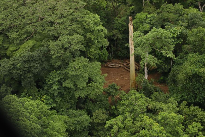 Plantas de bosques nublados Desde México a Panamá han ascendido 84 metros por calor