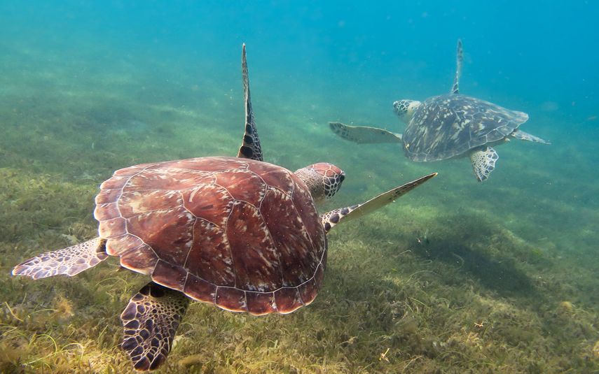 Panamá asiste a reunión en Ecuador para tratar protección de tortugas marinas Panamá asiste a reunión en Ecuador para tratar protección de tortugas marinas
