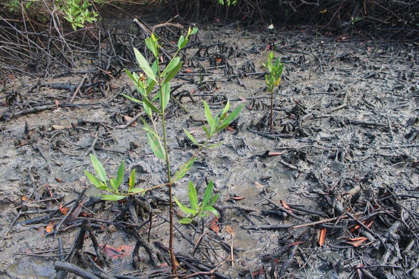 El área de la Bahía de Chame cubre una superficie total de 6, 774,23 hectáreas de la vertiente pacífica panameña en la provincia de Panamá.