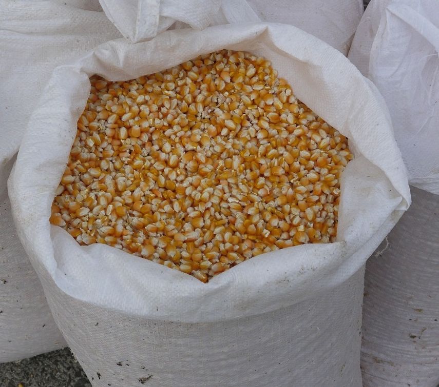 Productores de maíz piden un alto a las faltas en las importaciones. Productores de maíz piden un alto a las faltas en las importaciones. 