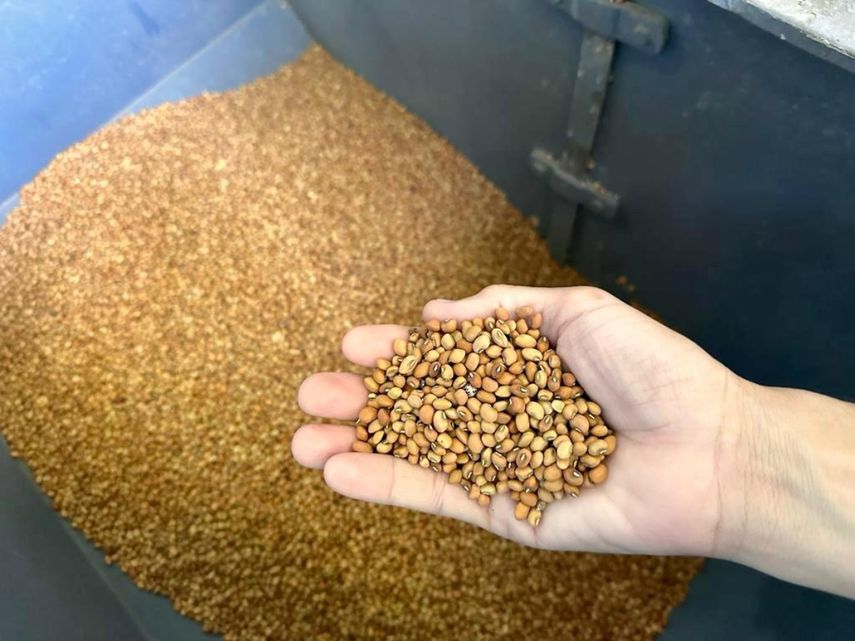 La compra por parte del Gobierno beneficia a un gran número de pequeños productores de frijol