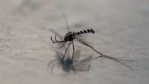 Costa Rica se mantiene en alerta ante brote de la fiebre oropouche en Panamá