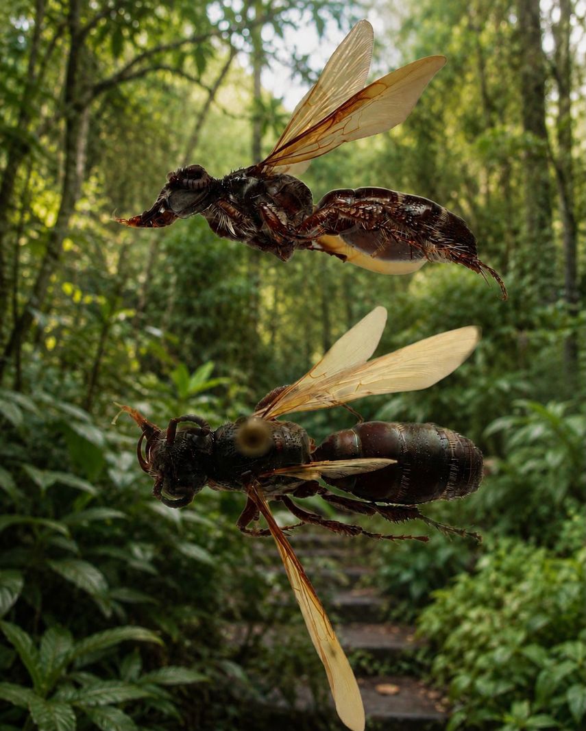 Una nueva especie de avispa descubierta en el Jardín Botánico Summit fue incorporada este abril de 2026 a la colección de entomología de la Universidad de Panamá
