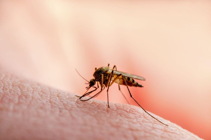 Dengue Dengue Dengue – Semillero Dengue-1.webp?fit=1200,759&ssl