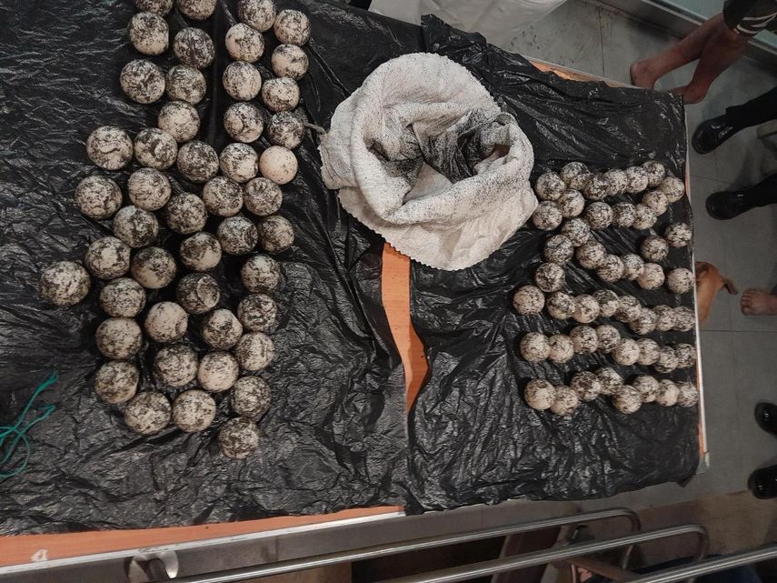 MiAMBIENTE recuerda a la población en general que la tortuga Lora está catalogada como una especie en MiAMBIENTE recuerda a la población en general que la tortuga Lora está catalogada como una especie en