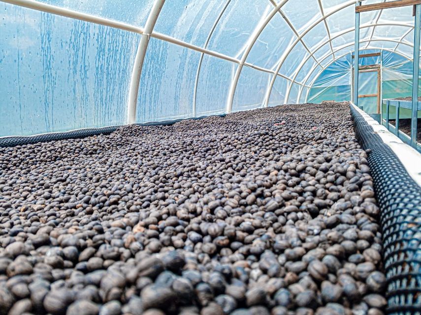 Productores de café se alistan para la cuarta zafra en Ciricito Arriba. Productores de café se alistan para la cuarta zafra en Ciricito Arriba.