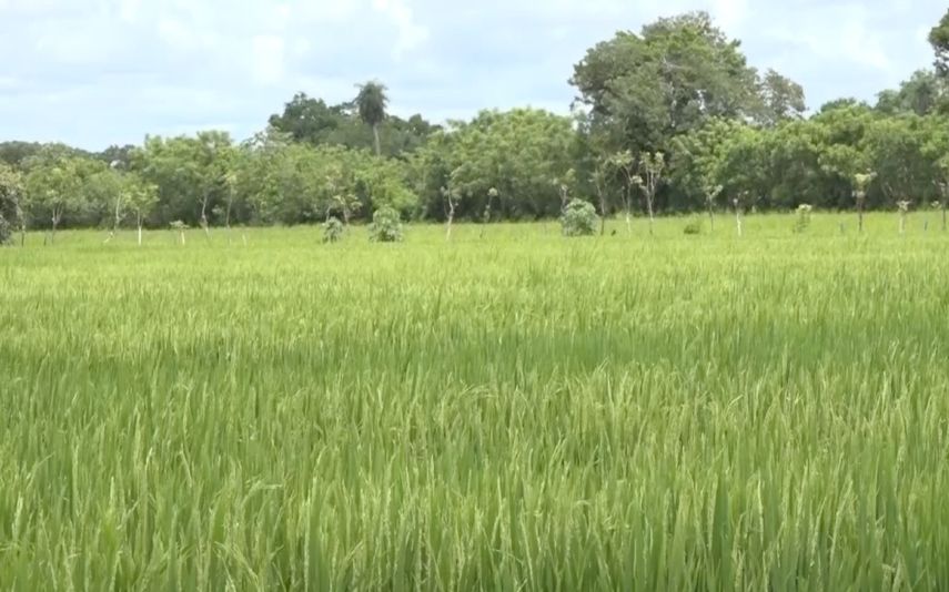 Arroceros preocupados por plaga en plantaciones de Chiriquí