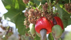Panamá y Brasil unen esfuerzos para recuperar el cultivo de marañón