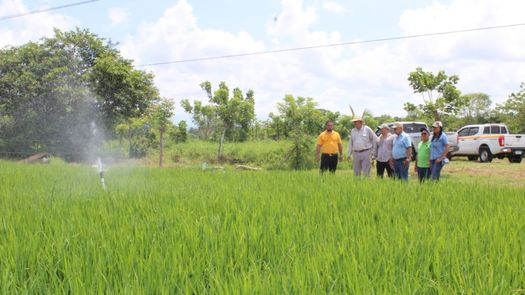 La mayor parte de los productores en Chiriquí, que utilizan riego, lo hacen bajo sistemas de inundación, sin embargo, el sistema de riego presurizado (aspersión) que se está evaluando actualmente es más amigable con el ambiente.