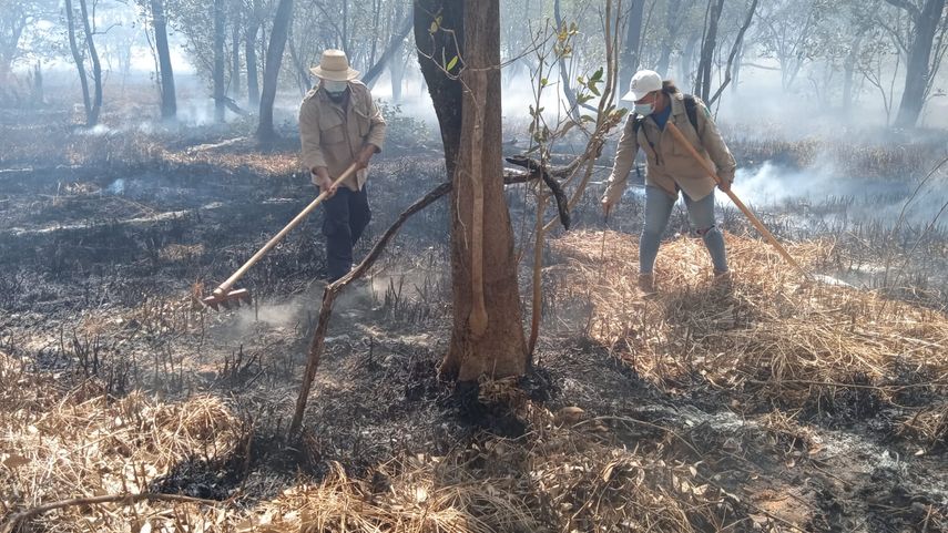 Herrera: Fuego consume 300 hectáreas de mangle