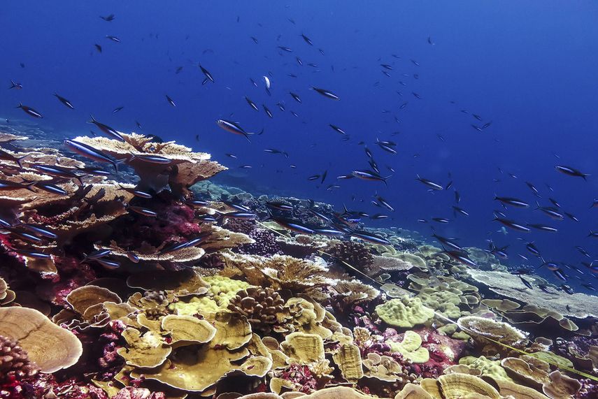 El 50 % de los arrecifes de corales de todo el mundo sufrieron un proceso de 