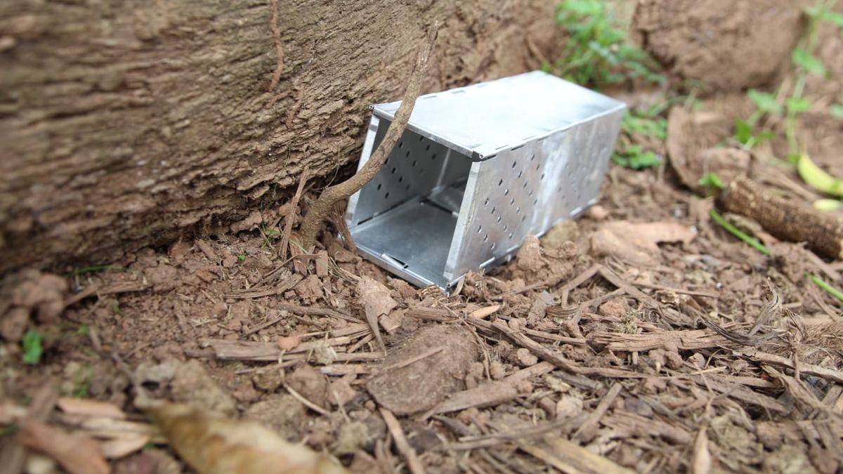 Los Santos registra 29 casos de hantavirus en el 2022