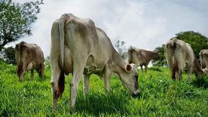 Implementación del Plan Sequía favorece a los productores de Chiriquí