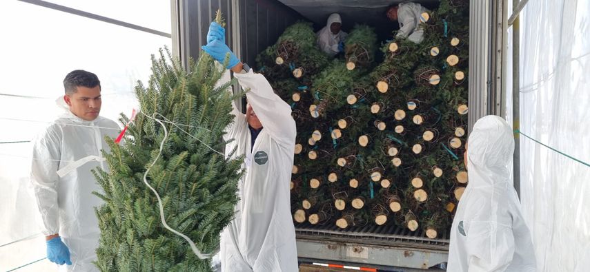Llegan arbolitos de Navidad procedentes de Canadá