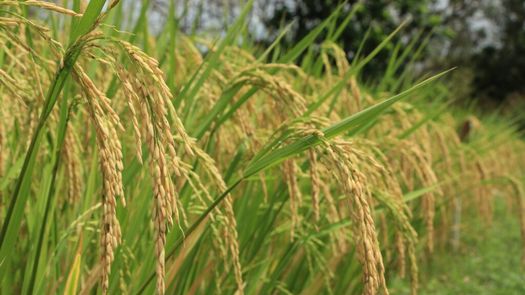 Chiriquí es la provincia que más arroz ha sembrado en lo que va de 2023