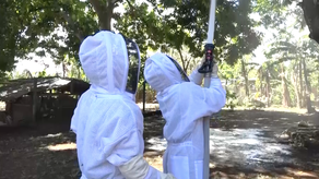El Cuerpo de Bomberos de David atendió unas 200 emergencias por la presencia de abejas africanizadas en el mes de mayo, lo cual es inusual en época de lluvia.