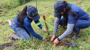 En la provincia de Chiriquí, MiAmbiente trabaja en Las Lajas, La Meseta de Chorcha, La Mina, Chorcha Abajo, San Lorenzo, El Bongo, San Miguel del Yuco, Celmira y Las Azules.&nbsp; &nbsp;