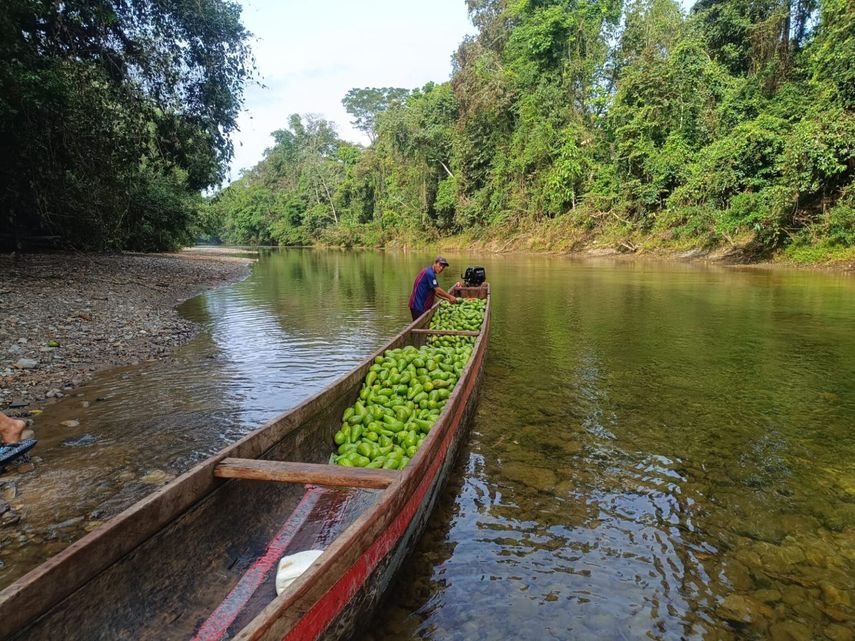Aguacate de Darién impulsa economía rural y abastece mercados internacionales Aguacate de Darién impulsa economía rural y abastece mercados internacionales