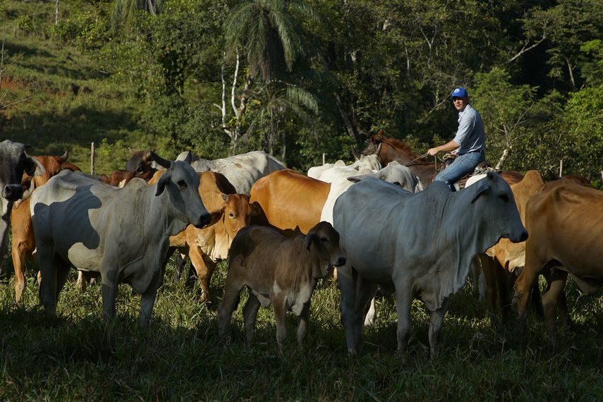 Minsa confirma tres casos nuevos de gusano barrenador en humanos. Minsa confirma tres casos nuevos de gusano barrenador en humanos.