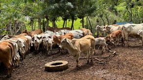 Implantación de microchips