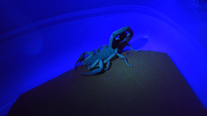 Especies de escorpiones estudiadas por la Universidad de Panamá.